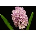Hyacinth - Lavender